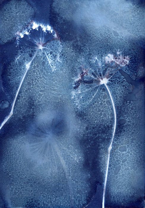 Cyanotype végétaux bleu prussien