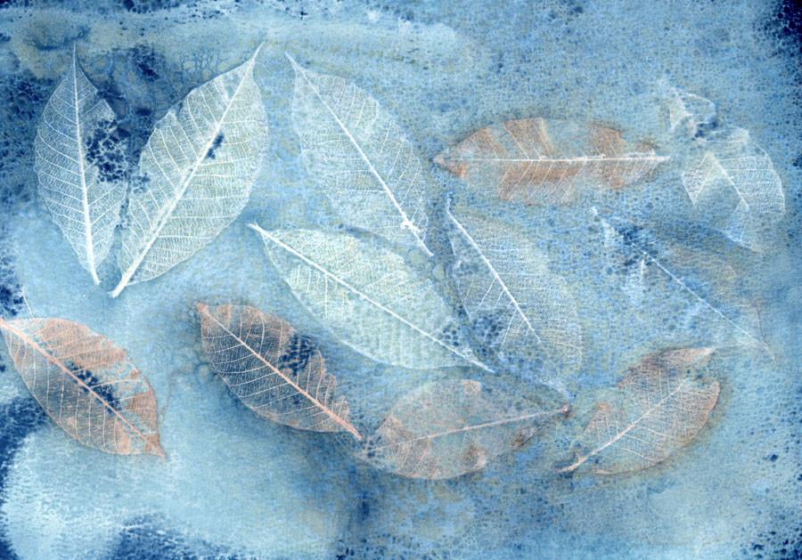 Cyanotype portrait bleu prussien