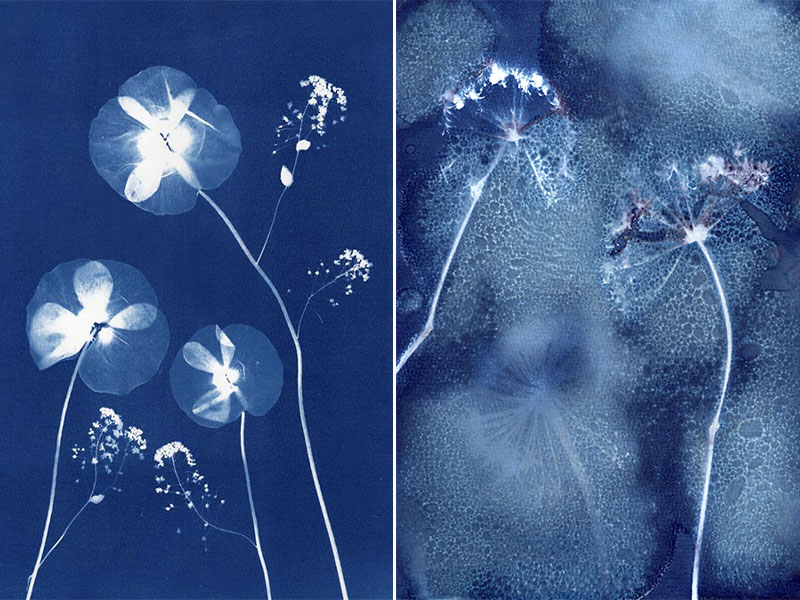 Tirage cyanotype bleu prussien végétaux